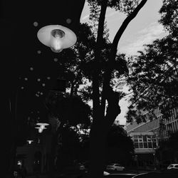 Trees against sky in city