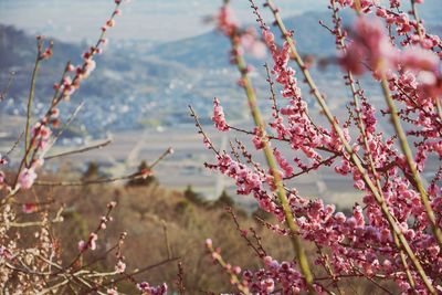 Close-up of pink cherry blossom tree
