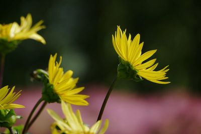 Close-up of yellow flowering plant