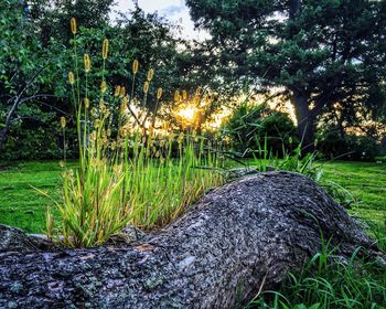 Trees in park