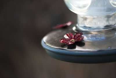 Close-up of flowers in glass on table