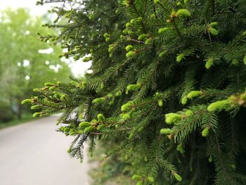 Close-up of pine tree