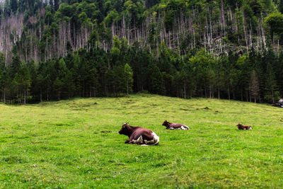 Cows on landscape in forest
