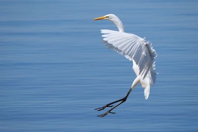 Bird flying over lake