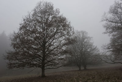 Bare trees on field against sky