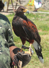 Harris hawk sitting on a falconer's glove