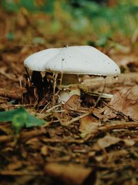 Close-up of mushroom on field