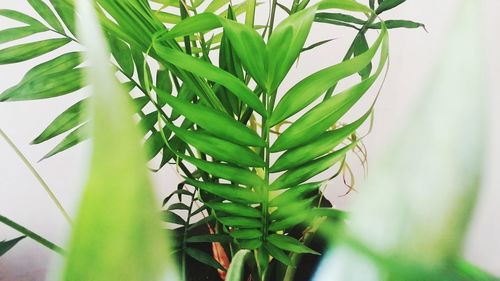 Close-up of fresh green plant
