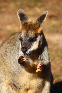 Portrait of a kangaroo eating 