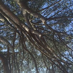 Low angle view of tree against clear sky