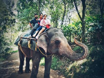 Family riding elephant in forest