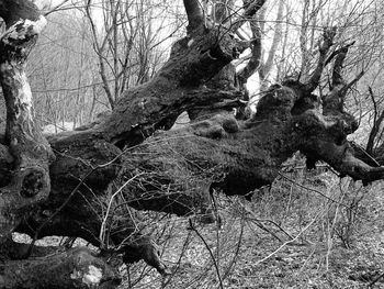 Low angle view of bare tree