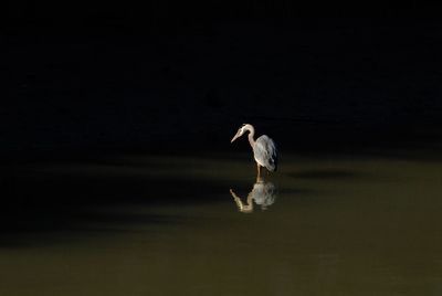 View of bird in lake