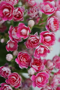 Close-up of pink roses