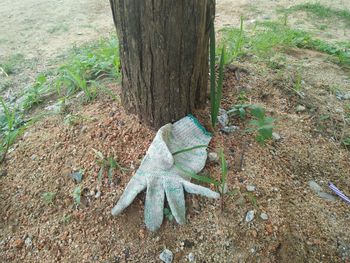 High angle view of lizard on tree trunk in field