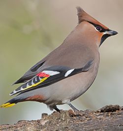 Close-up of bird perching on branch