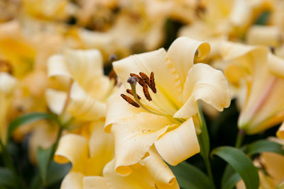 Close-up of bee on yellow flower
