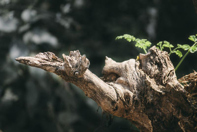 Close-up of plant against blurred background