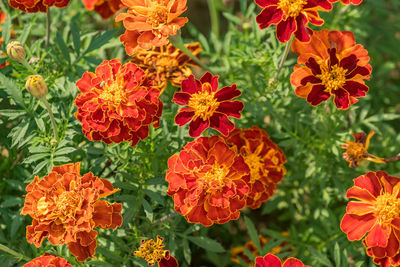 Looming marigold flowers in the garden, nature background