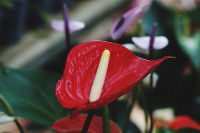 Close-up of red rose flower