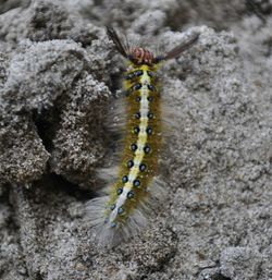 Close-up of insect