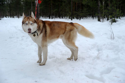 View of dog on snow covered land