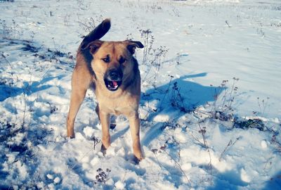 Portrait of dog on snow