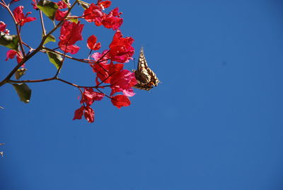 Low angle view of red flowering plant against clear blue sky