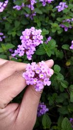 Close-up of hand holding purple flowering plant