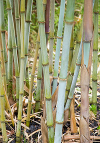 Close-up of bamboo plants on field