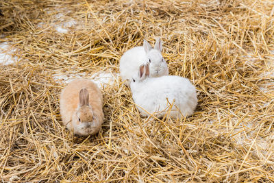 High angle view of rabbit on hay