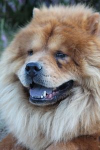 Close-up portrait of a dog