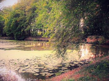 Scenic view of lake in forest