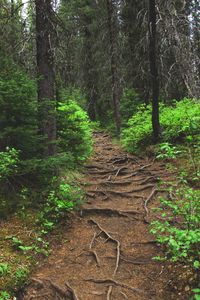 Footpath amidst trees in forest