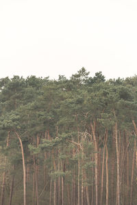 Trees on landscape against clear sky