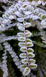 Close-up of snow covered pine tree