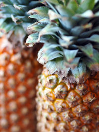 Close-up of spiked plant