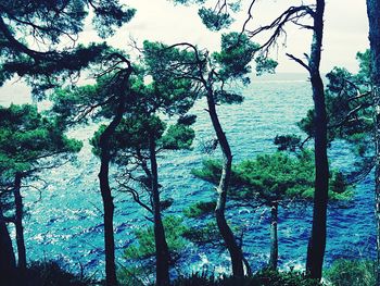 High angle view of trees against blue sea