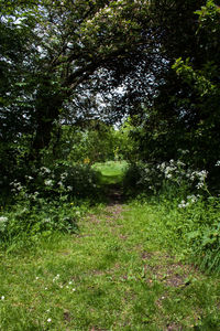 Trees in forest