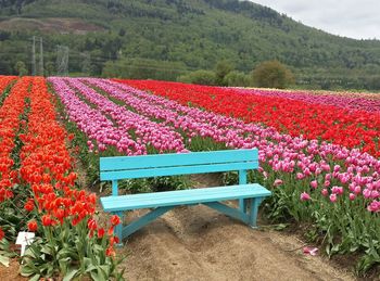 Close-up of red flowers growing in field