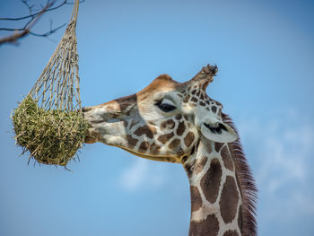 Low angle view of giraffe eating from net at zoo against sky