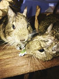 Close-up of an animal