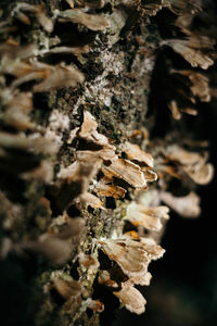 Close-up of leaves