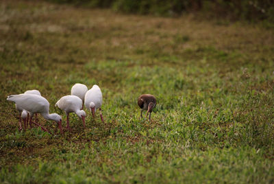Flock of american white ibis eudocimus albus forages for food with one juvenile with brown feathers 