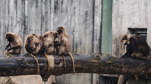 Monkey sitting on wood at zoo