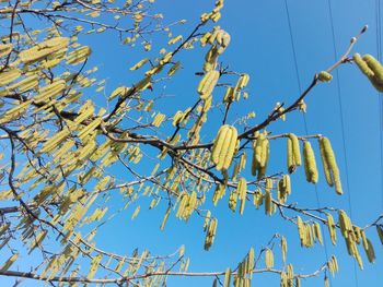 Low angle view of tree against clear blue sky