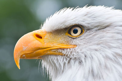 Close-up portrait of an american bald eagle 