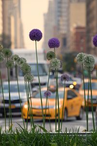 Close-up of flowers blooming in park