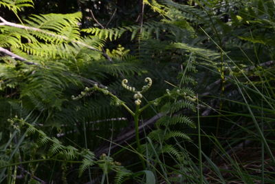 Close-up of green leaves