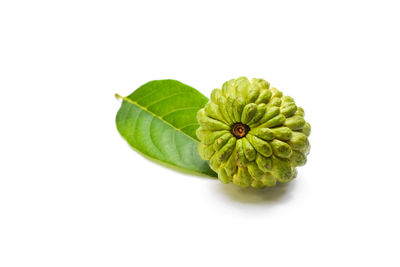 Close-up of green leaf against white background